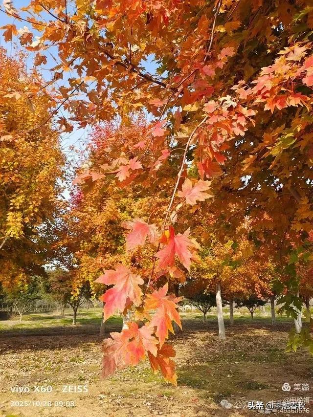 丹枫映秋，枫彩满楼｜申艳娟