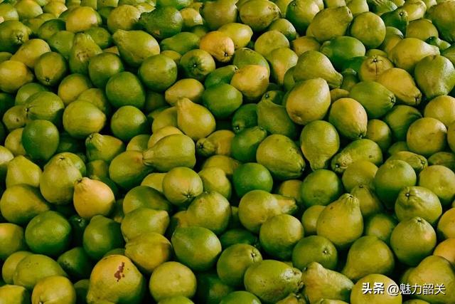 走，去韶关果园吃沙田柚！