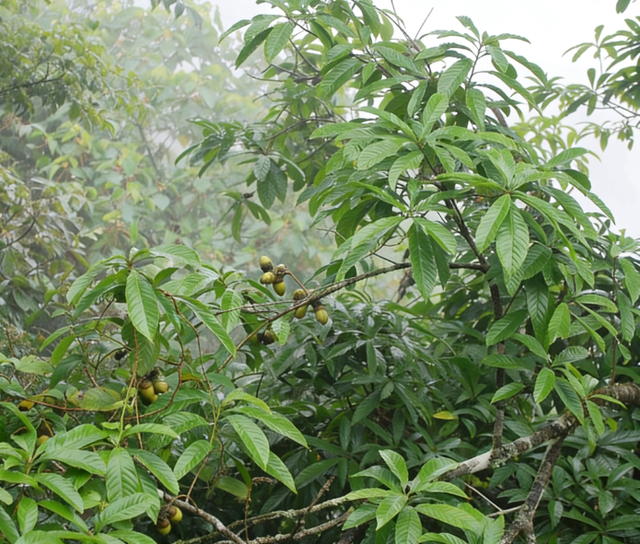 首次发现仅3株，25年云南又发现2株，网友：不稀奇	，老家遍地都是