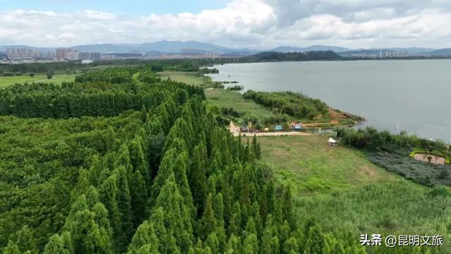 2025最新观鸥地图：这些地方“鸥”气值MAX，拍照直接封神！