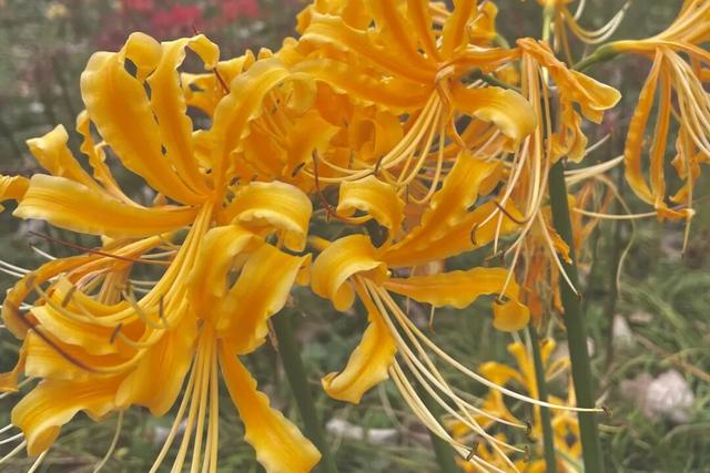 天汉湿地公园彼岸花开！红艳灼途，向死而生的浪漫→