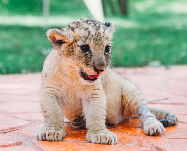 【萌狮叫醒服务】上线!快来给“最萌查房官”取个神仙名字吧!