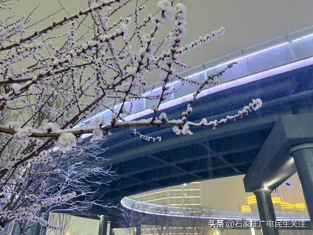 雪落枝头 邂逅石家庄公园罕见春景