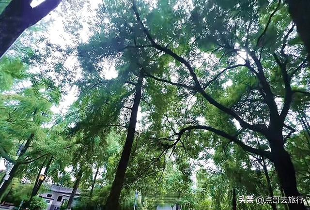 成都难得一见的麦冬草花开了，紫色浪漫，超级惊艳，公交车直达！