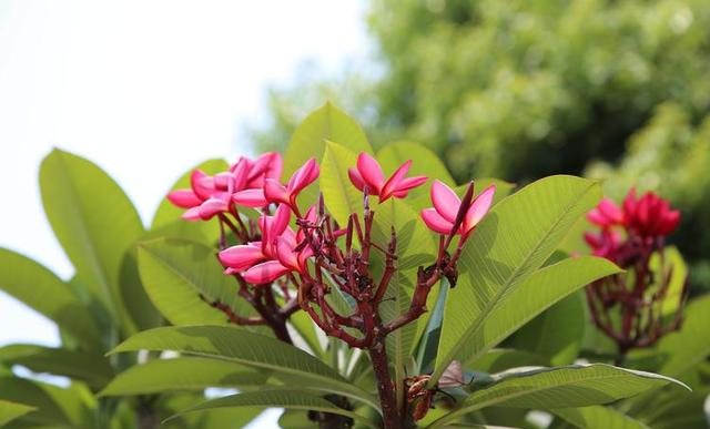 忘记一个男人，只需要2步，既不是逃避，也不是说狠话