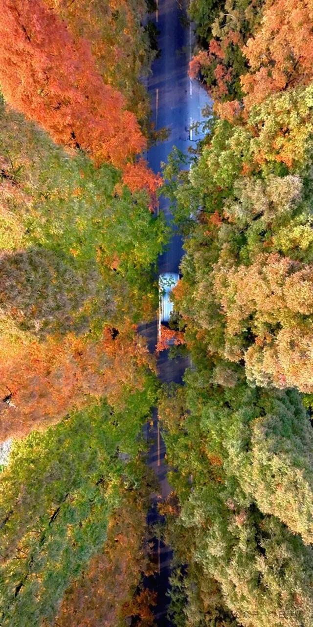出片率100%！为崇州这些高颜值路连发三天朋友圈！