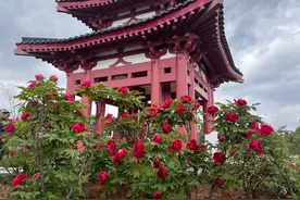 4月1日起洛阳牡丹阁请你免费看牡丹图片