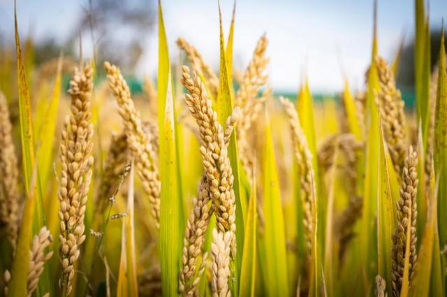 稻 花 香 里 看 雨 花