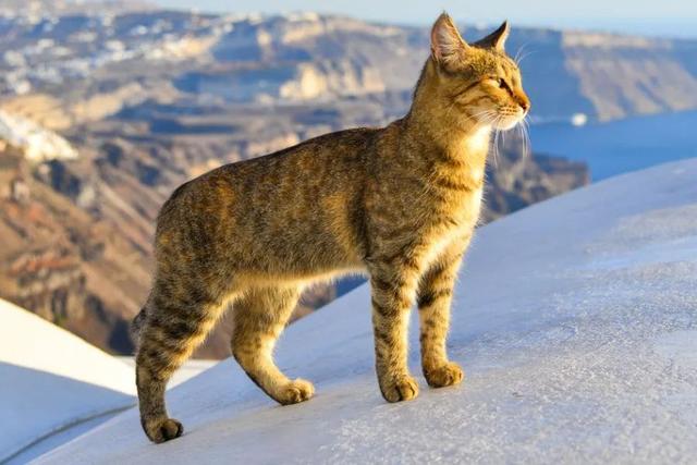 全世界100个宠物猫品种大赏！