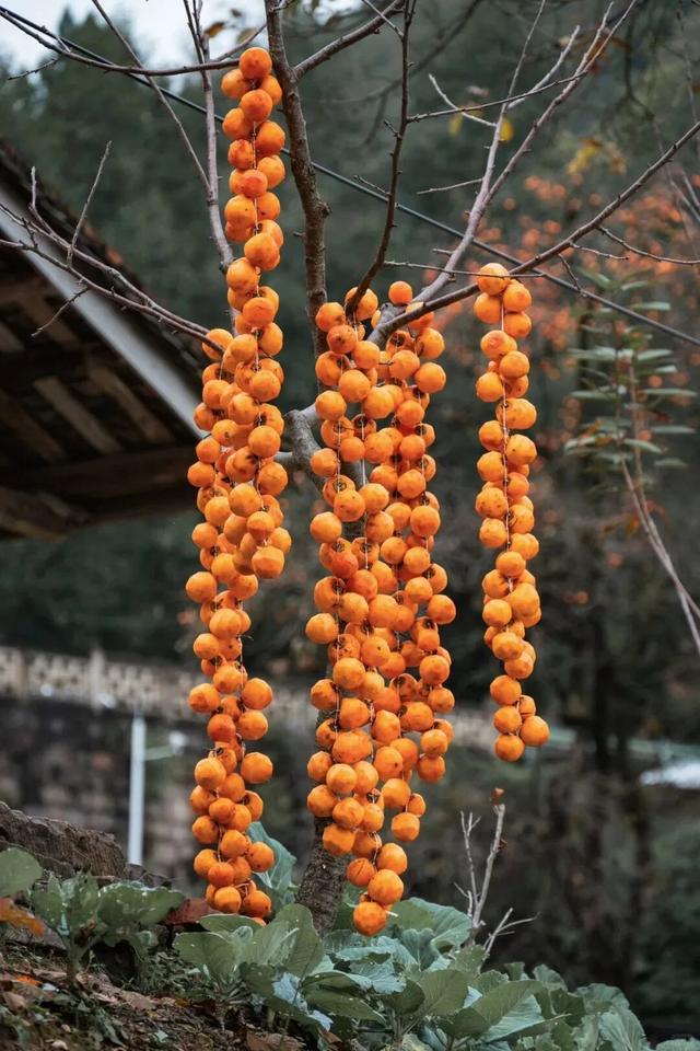 就这一口柿子，盼到冬天了！