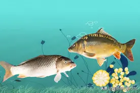 诱鱼剂的分类和使用技巧，学会之后多钓鱼图片