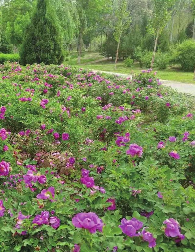 这些唐徕公园里的“新人”你认识吗