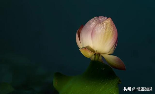 出片率100%!就在锡林浩特,赶紧安排→