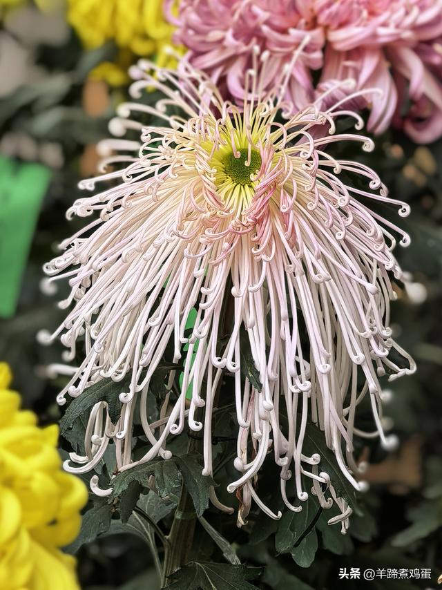 秋风独宠一园菊，晚来香艳出樊篱——北京北海公园2025年菊花展