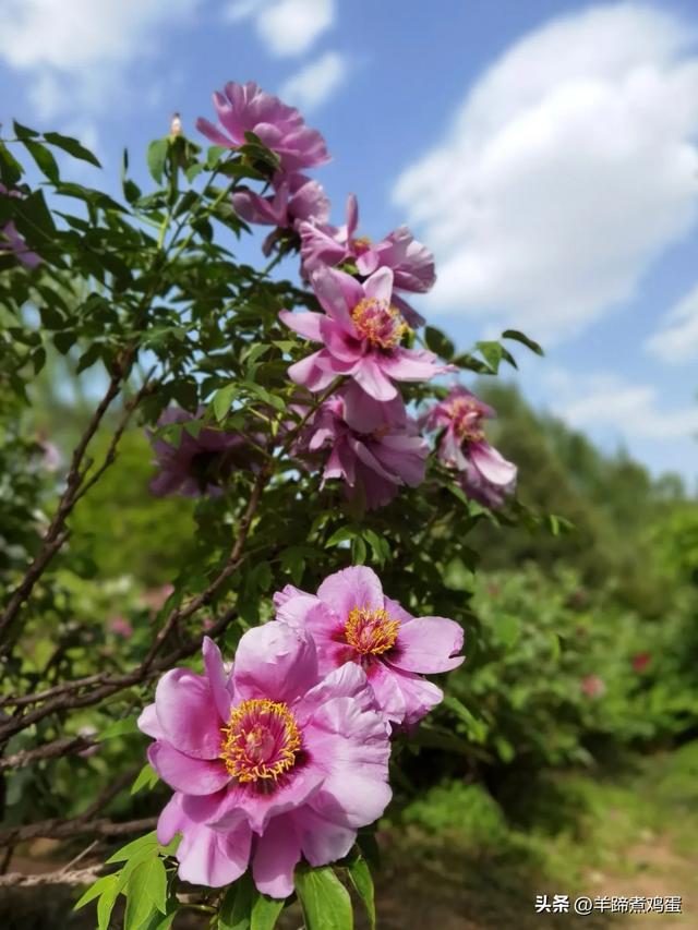 做几天洛阳人——游河南洛阳赏牡丹芬芳 总体概述(四)