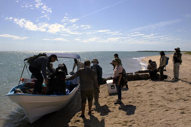 墨西哥岛屿呼唤救援：失去帝王蝶和吸蜜蝠	，餐桌会发生什么？