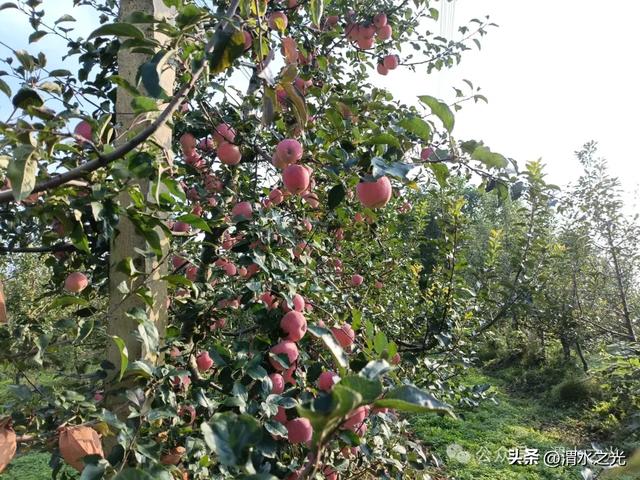 【陕西】樊斌生：秋眺南原景色浓