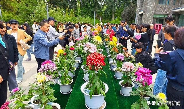 双节假期兰州植物园菊花醉游人