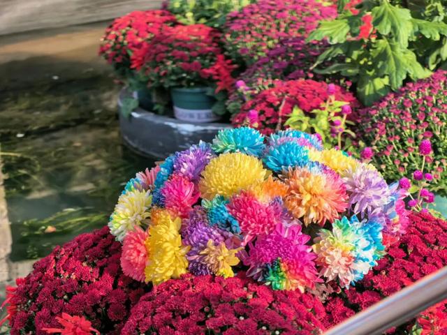 来汉口 逛江汉 | 已开幕，持续一个月！金秋菊展赏玩攻略来了