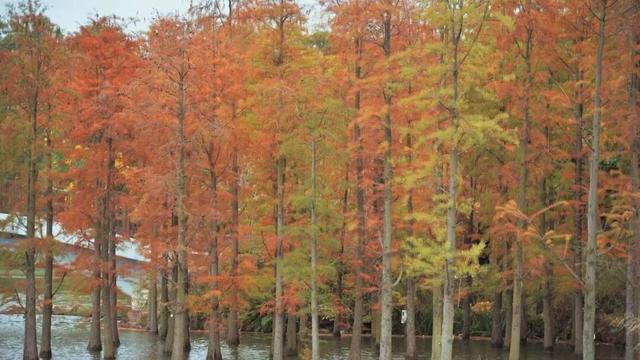哇！金堂这里漂亮得不得了