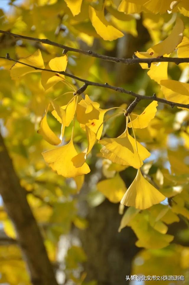 芦花不够看？江滩的银杏已经美疯了！