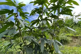 五指毛桃，被誉为“南芪”“广东人参”煲汤喝排湿补气图片