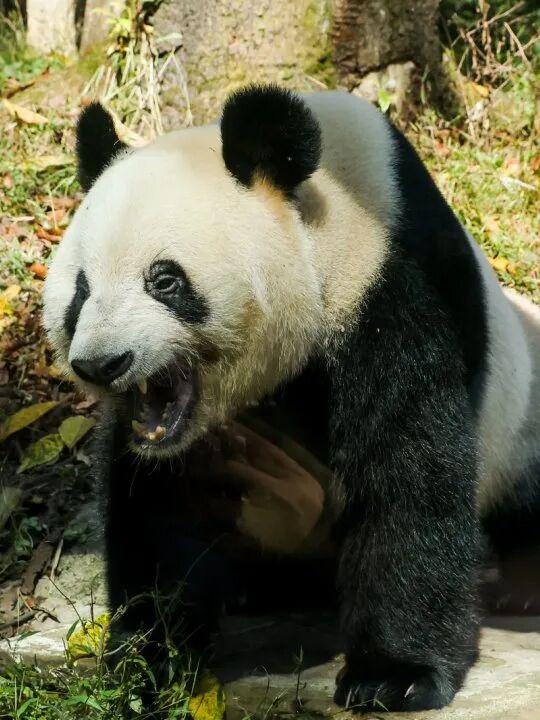 @全国中小学生：这个秋假，免门票畅玩碧峰峡！来与动物交朋友，打卡领熊猫奖牌啦！