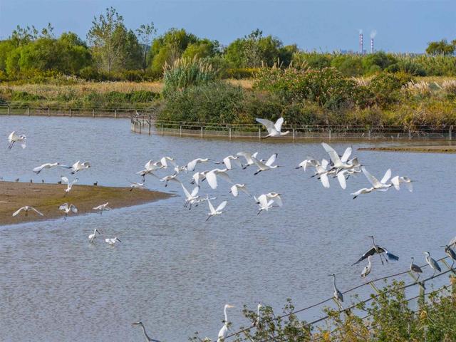 芦花如雪，杭州湾湿地开启“白色浪漫季”