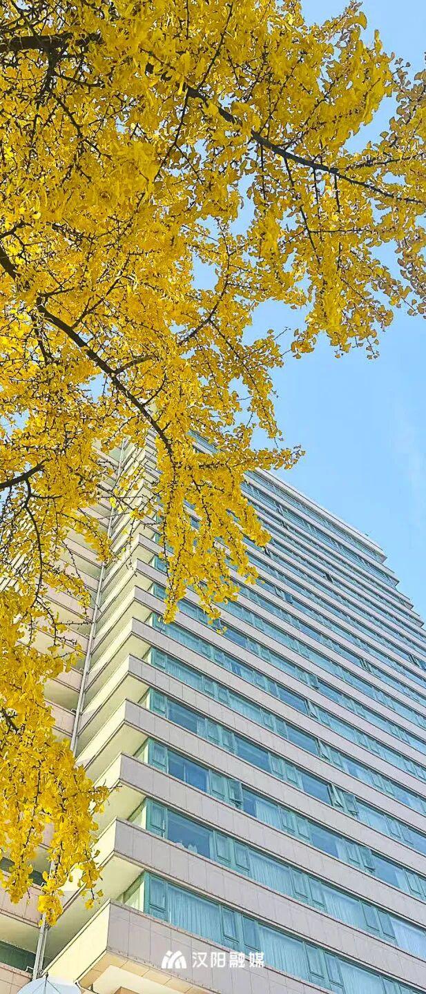 最后的金色狂欢！汉阳这三处私藏地一般人不知道→