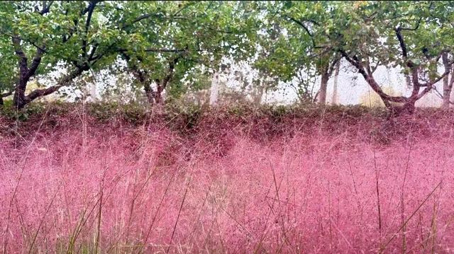 城市一隅，粉黛花开，邂逅一场不期而遇的温柔