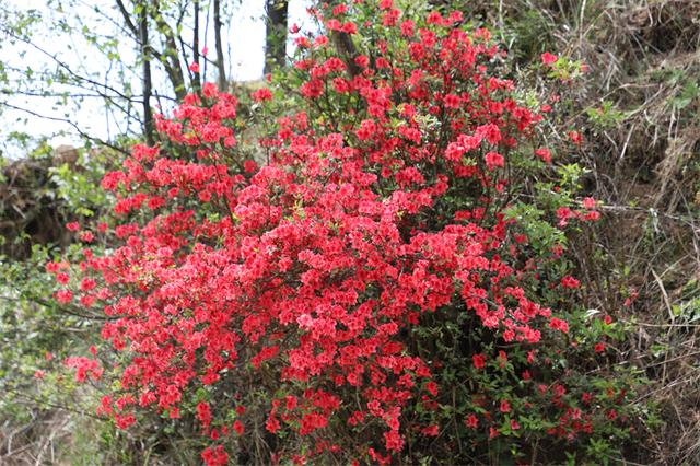 富村普红：漫山杜鹃静待八方来客