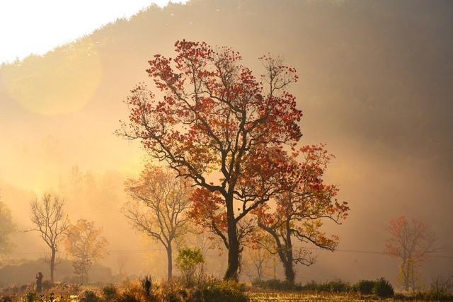 秋日红叶全攻略：认准这几棵树，带你解锁最美中国红！