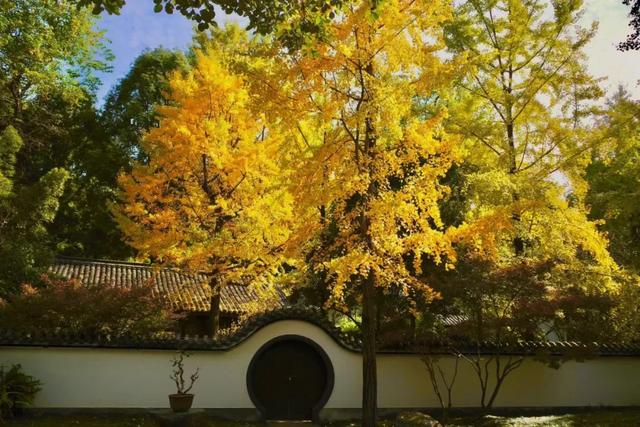 草堂银杏季 | 老枝诗未全，园中金将成