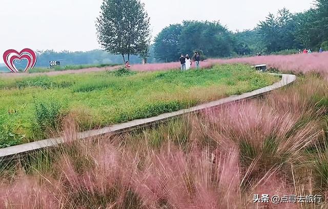 成都必去的三大花海，是秋天的顶流，浪漫成海，地铁公交直达！