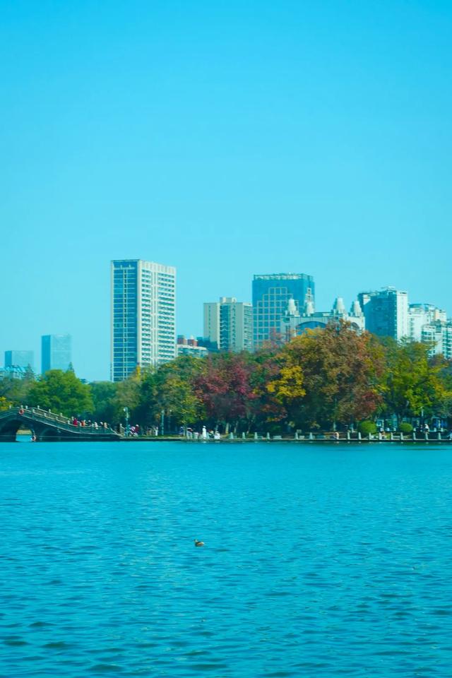 速报!长沙这个地方银杏浓度达100%,赏芦苇、砍甘蔗,遛娃惊喜超多