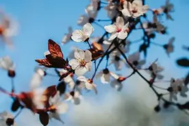 他一语成谶，才知道什么叫“饭不能乱吃，话不能乱讲”图片