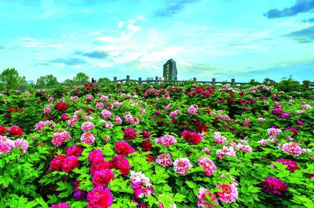 一路繁花向洛阳！第43届牡丹文化节4月1日开启，这份游玩攻略请收好