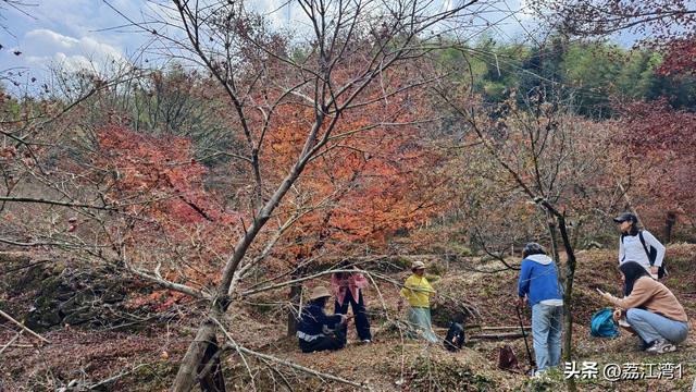 蓝山谷记：与十万株红枫的相遇