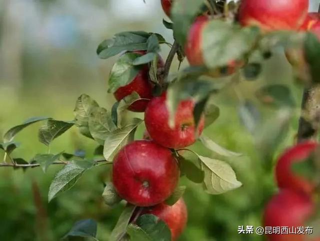 团结鑫苹果庄园开园游园会今日开启！15大游园玩法，等你来嗨！