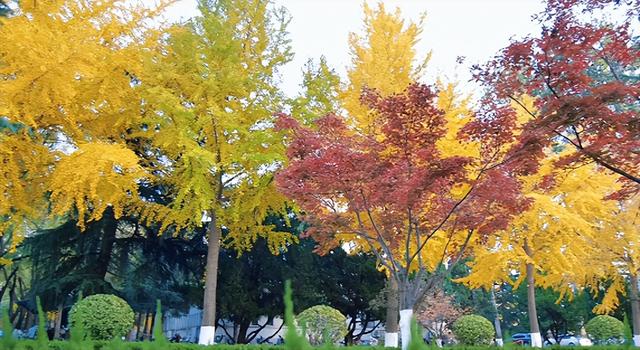 肥城秋冬的童话，收到了吗～满满诗意，满满爱！