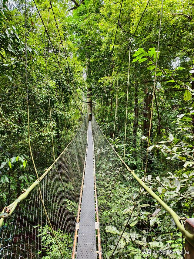 马来西亚(31)砂拉越州⑤姆鲁山canopy树冠高空漫游