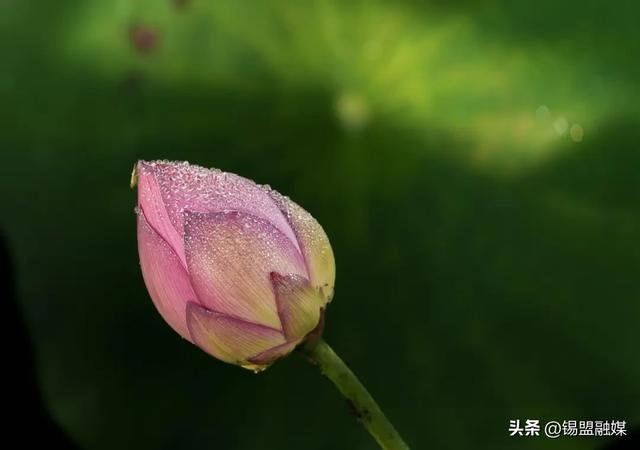 出片率100%！就在锡林浩特，赶紧安排→