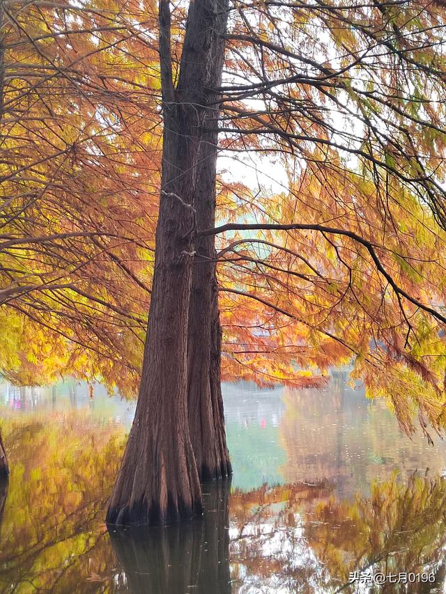 明孝陵探秘之燕雀湖邂逅落羽杉