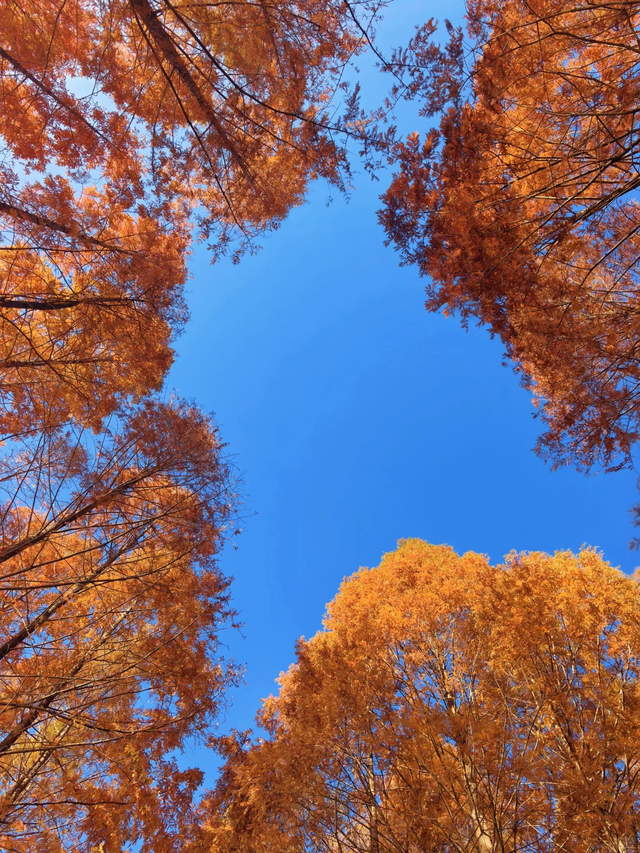 临沂「红杉」「红枫」浓度拉满，出片率100%