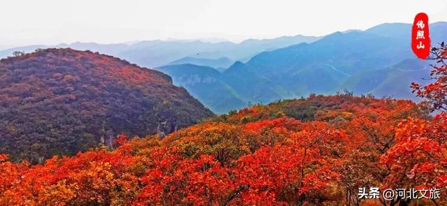 免门票+免停车费！今年红叶季，一定要来一次佛照山！