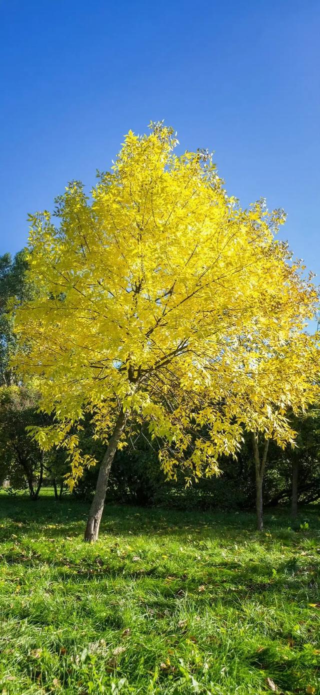 风景壁纸已送达