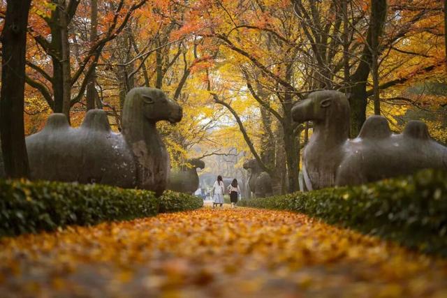 高铁1h！比西安秀美！这座千年古都秋色绝了！高光仅20天！