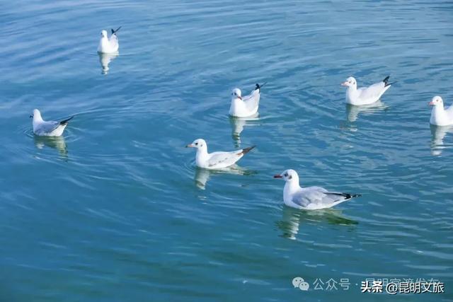 超详细攻略!在昆明官渡,与鸥共舞,六种玩法开启冬日漫游!