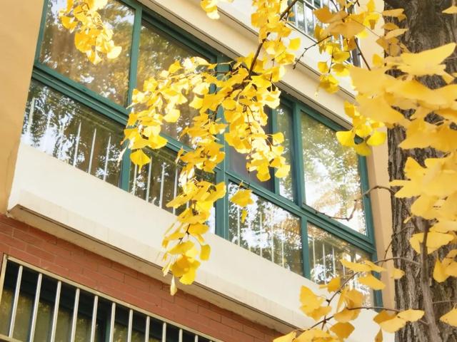 霜染银杏黄，涟水美翻天