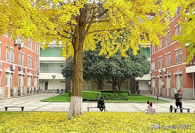 成都市中心最美银杏观赏地，这6处你去过吗？都不要门票！